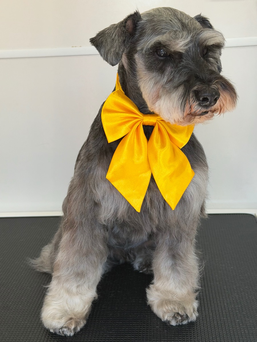 Groomed senior schnauzer with a golden bow