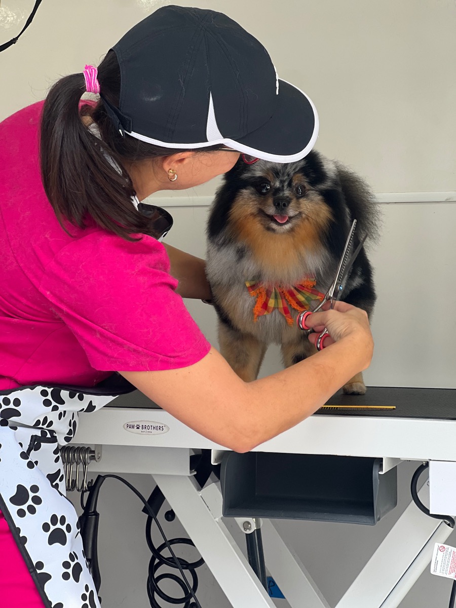 Vanessa grooming a Pomeranian on a professional table